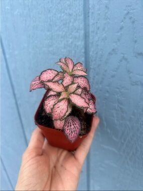 Rare Frankie Fittonia